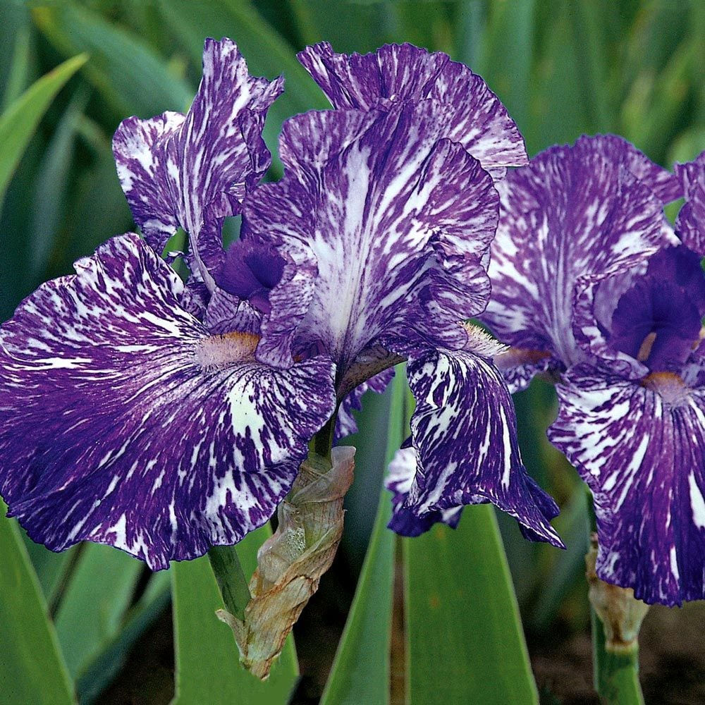 Iris