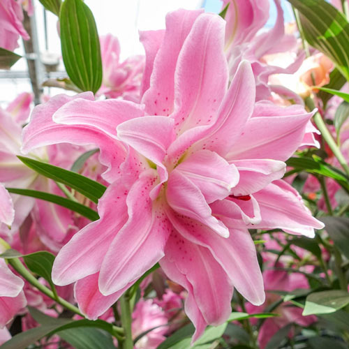 Spring