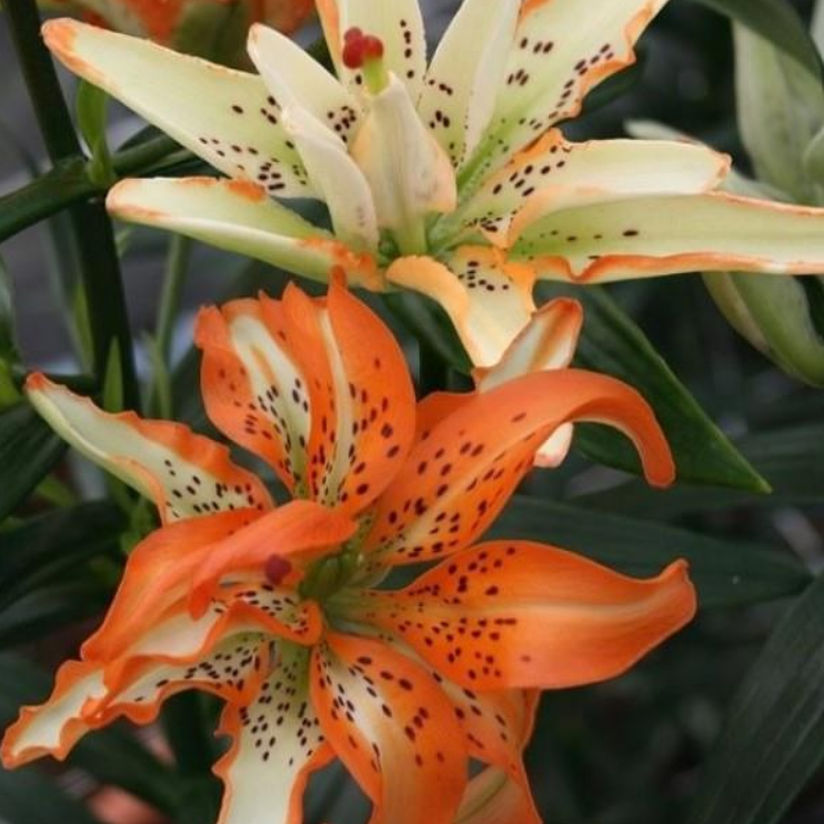 Lily
