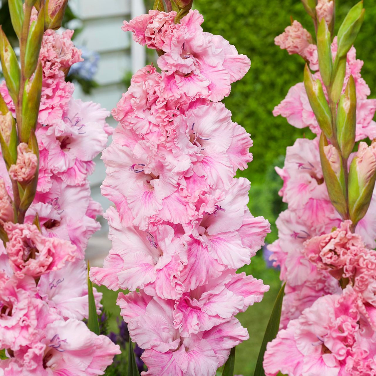 Gladiolus