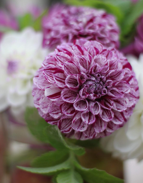Dahlia