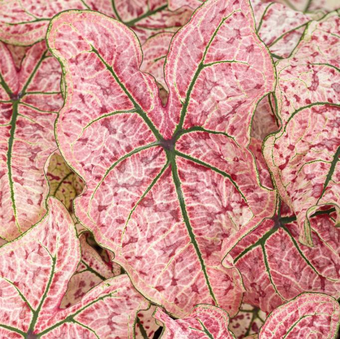 Caladium