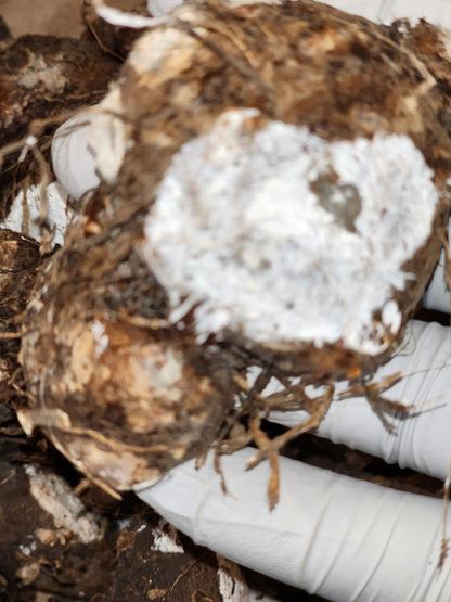 Caladium Autumn Beauty