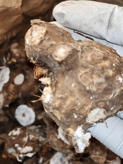 Caladium Autumn Beauty