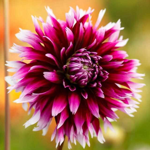 Dahlia Alauna Clair Obscur
