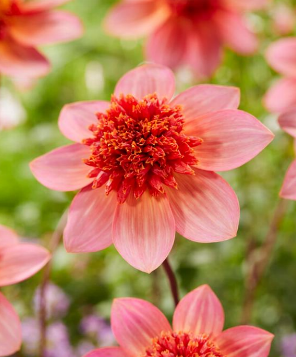 Dahlia Totally Tangerine