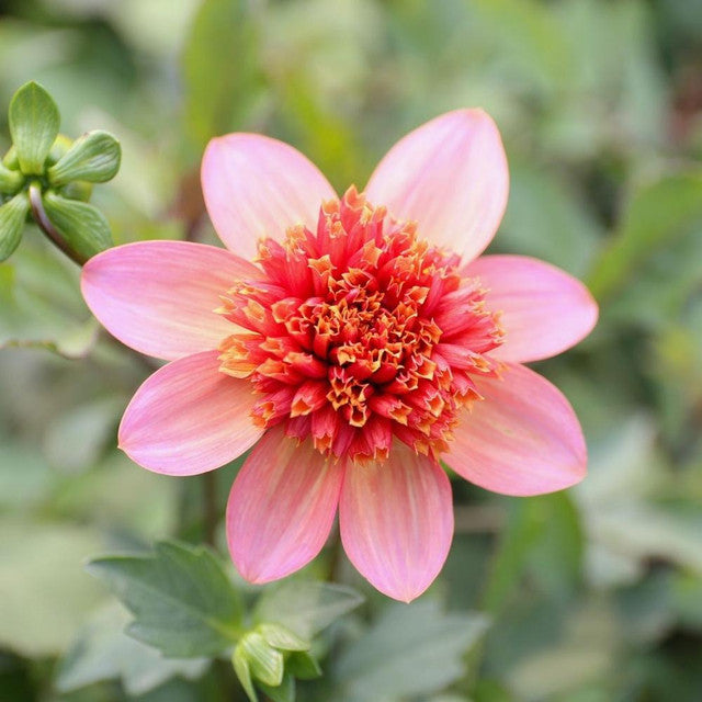 Dahlia Totally Tangerine