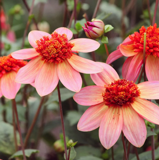 Dahlia Totally Tangerine