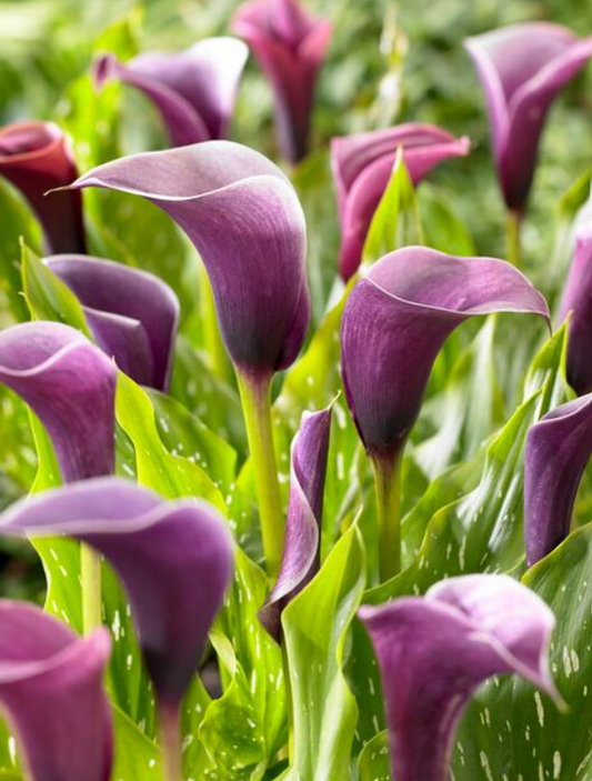 Calla Anneke