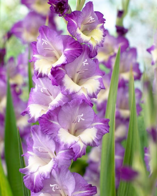 Gladiolus Anouk
