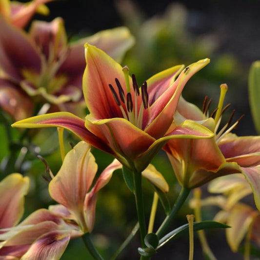 Lily Avalon Sunset
