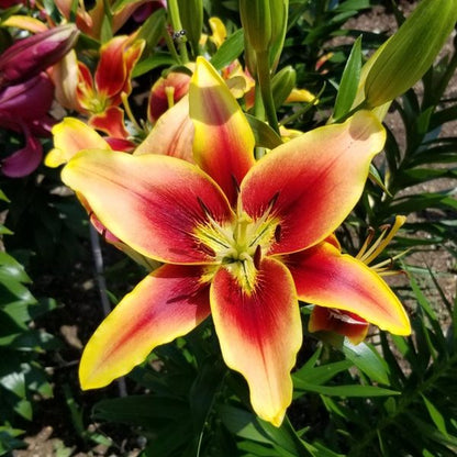 Lily Avalon Sunset