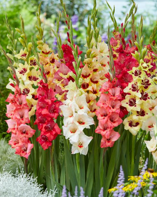 Gladiolus Bambino