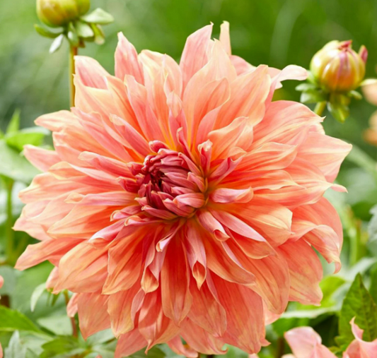 Dahlia Belle of Bamera