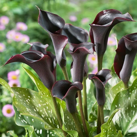 Calla Black Hero