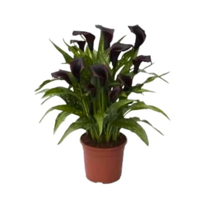 Calla Black Hero