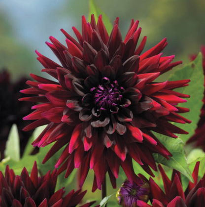 Dahlia Blackjack