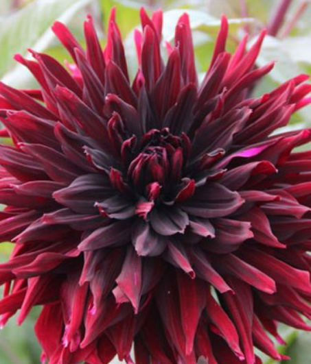 Dahlia Blackjack