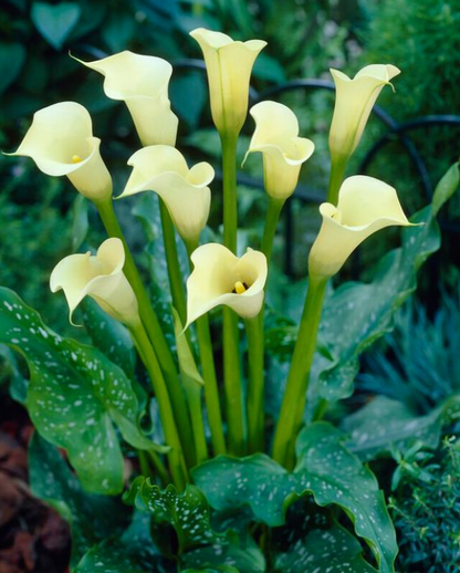 Calla Black Eyed Beauty
