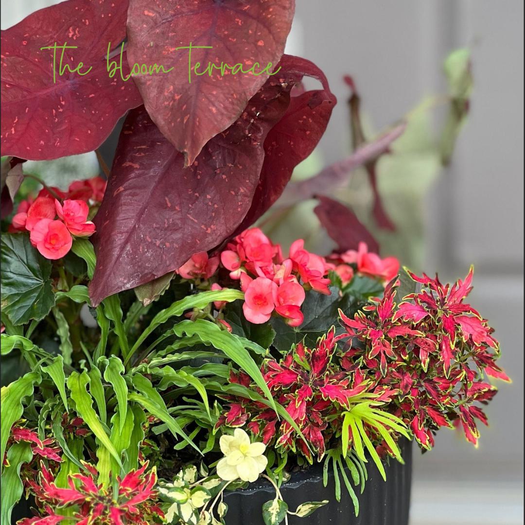 Caladium Burning Heart