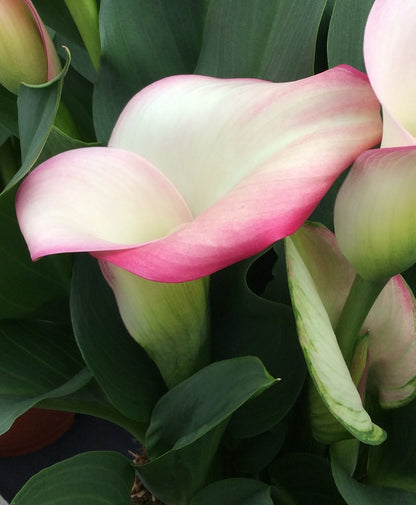 Calla French Kiss