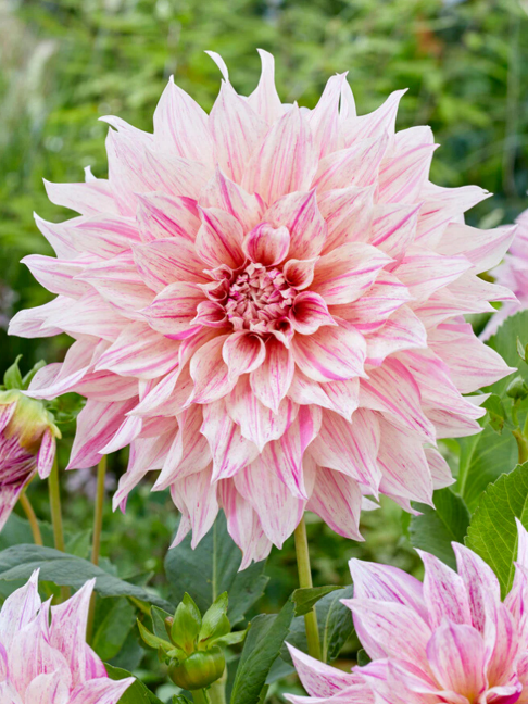 Dahlia Cafe Au Lait Twist