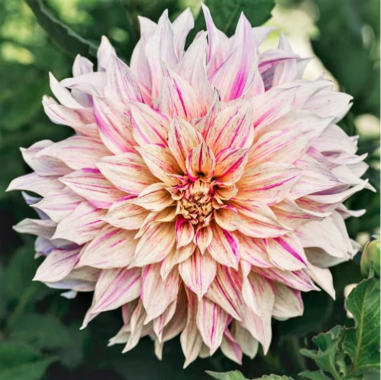 Dahlia Cafe Au Lait Twist