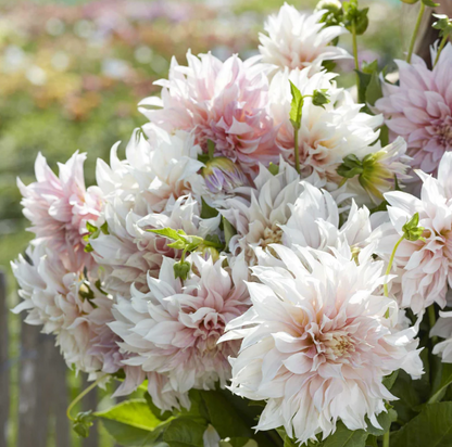 Dahlia Café au Lait