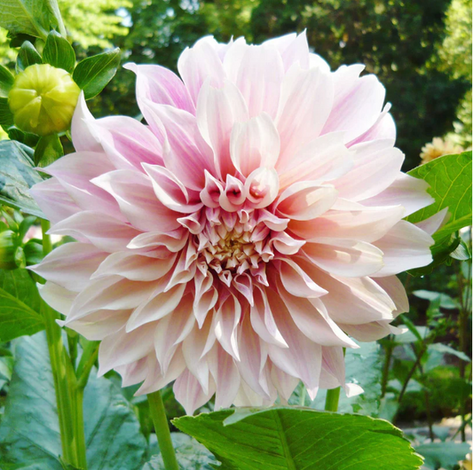 Dahlia Café au Lait