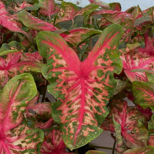 Caladium Clowning Around