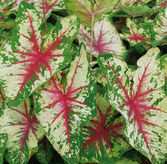 Caladium Flatter Me
