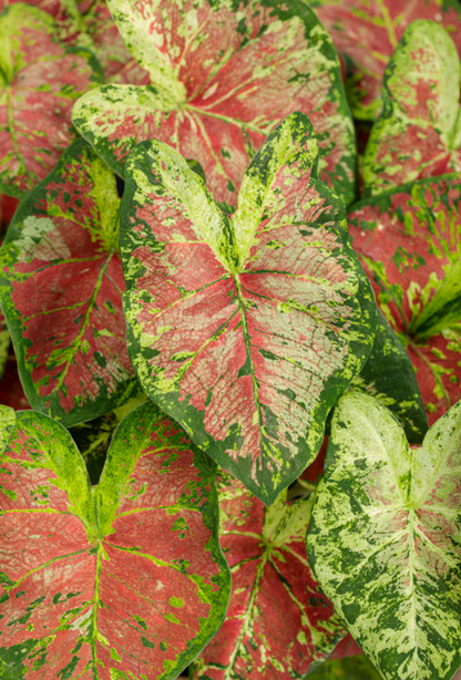 Caladium Mesmerized