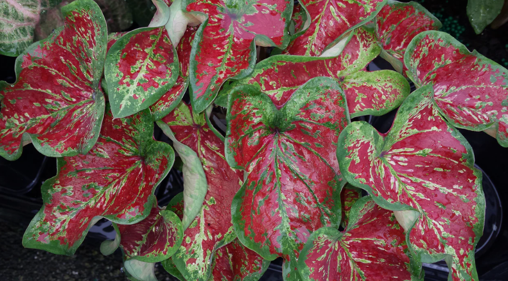 Caladium Mesmerized