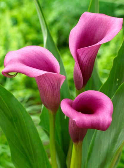 Calla Paco