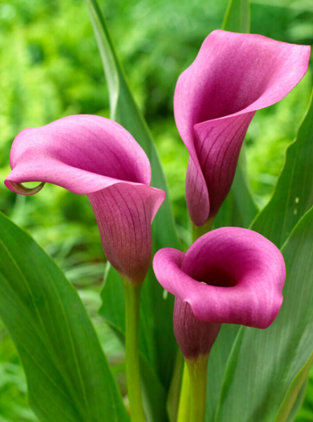 Calla Paco