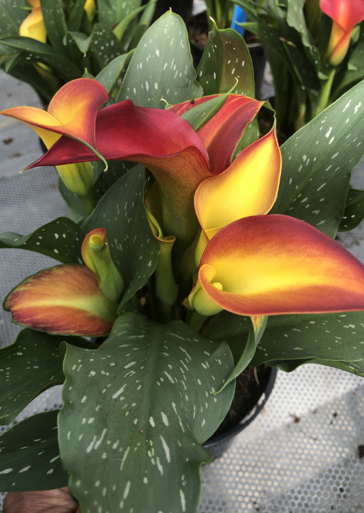 Calla Magic Fire