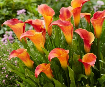 Calla Magic Fire
