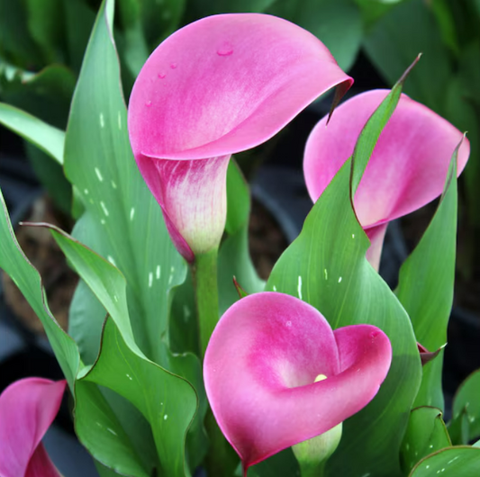 Calla Sumatra
