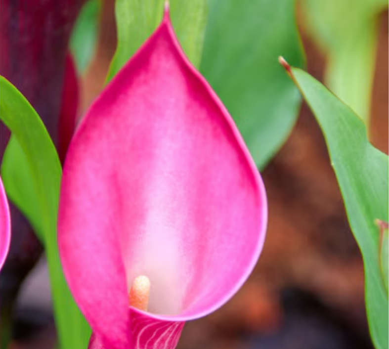Calla Sumatra