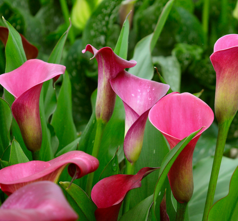 Calla Sumatra