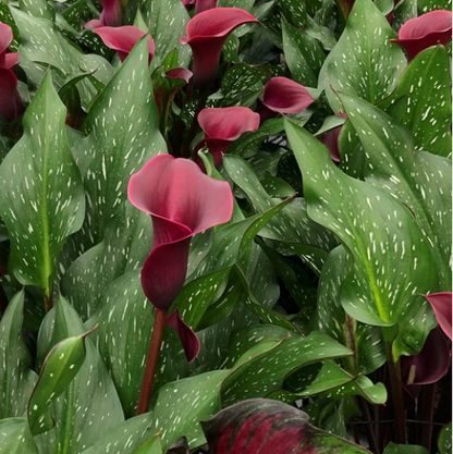 Calla Santiago