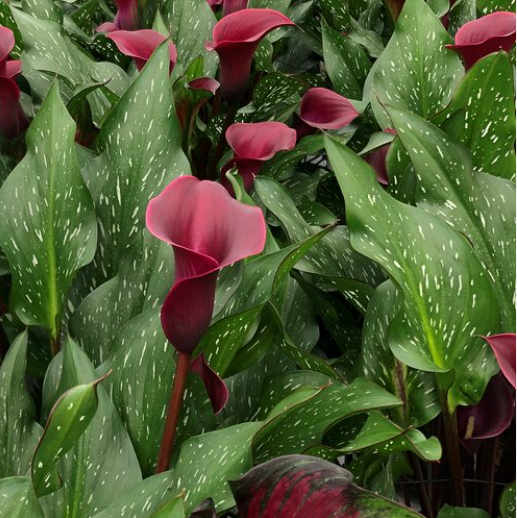Calla Santiago