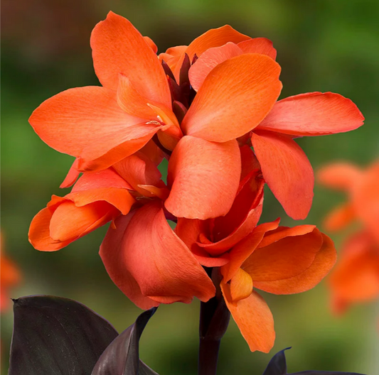 Canna Happy Wilma