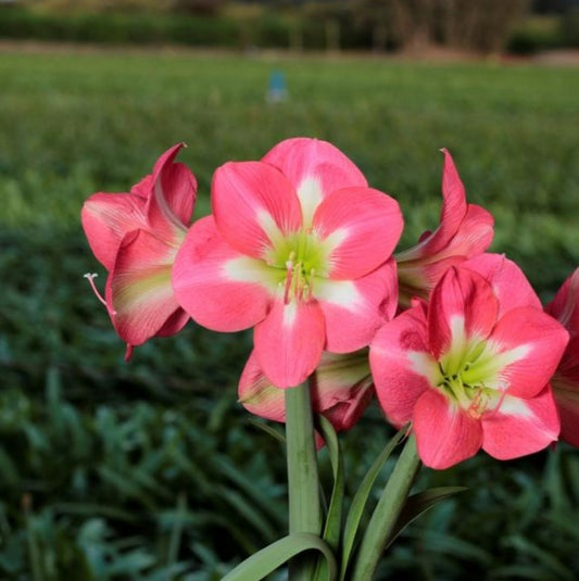 Amaryllis Cape Horn