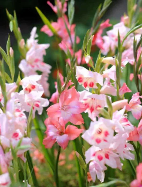 Gladiolus Charming Beauty