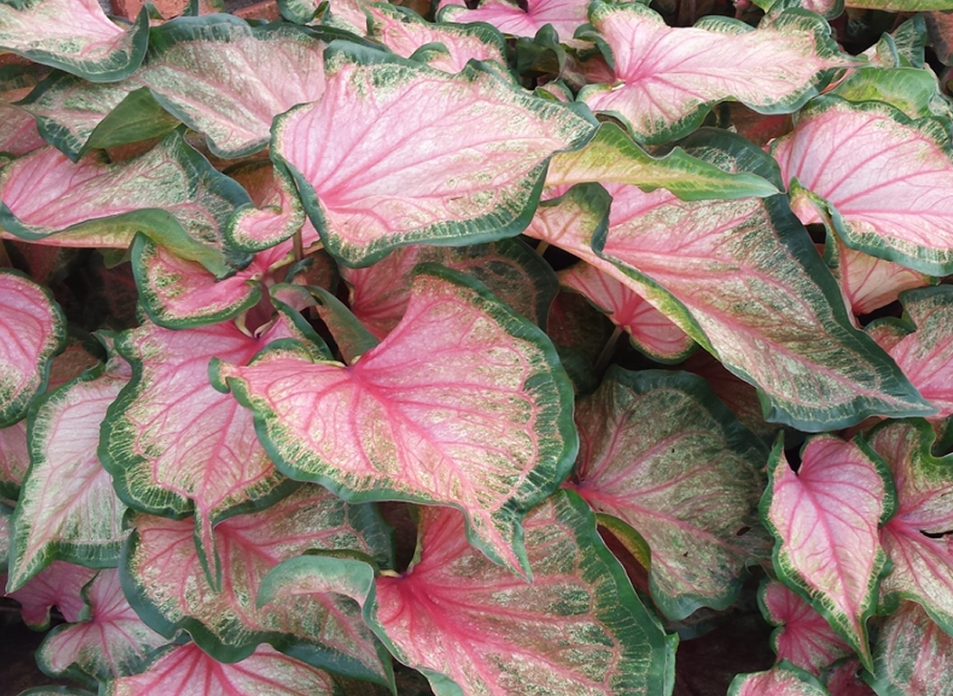 Caladium Chinook