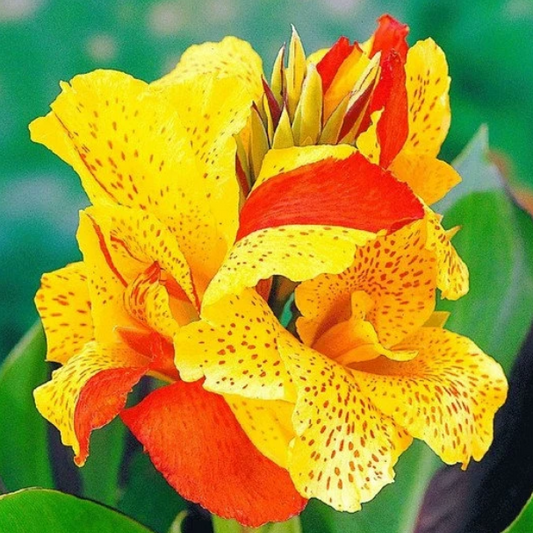 Canna Cleopatra