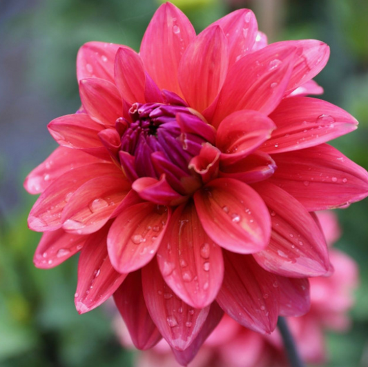Dahlia American Dawn