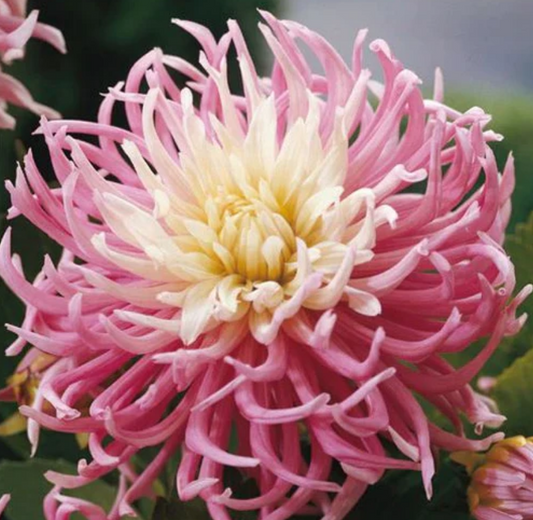 Dahlia Star's Favorite