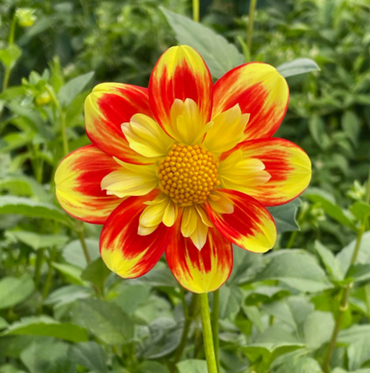 Dahlia Pooh Swan Island
